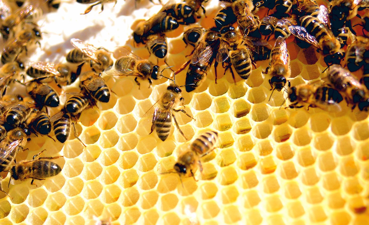 Tế bào gốc nọc ong là gì?